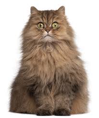 We did not find results for: 7 Brown Cat Breeds With Pictures Pet Keen