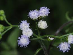 Image result for Aeschynomene micrantha