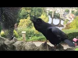 10 Incredible Facts About Ravens Spontany Funny Animals The Incredibles Animals