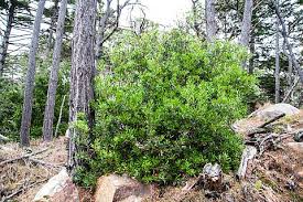 Image result for Myrica salicifolia