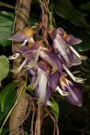 Image result for Rhynchosia tricuspidata