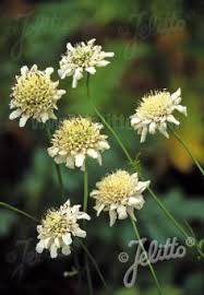 Image result for Cephalaria