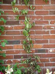 The leaves of my clematis (jackmanii?) are turning a golden yellow color and i'm not sure why. How To Deal With Clematis Wilt Dummer Garden Manage Gfinger Is The Best Garden Manage App