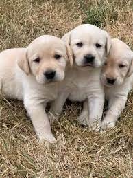 To find out how you can adopt, visit golden bond rescue. Labrador Puppies And Dogs For Sale Pets Classifieds Oregonlive Com Labrador Puppies For Sale Labrador Puppy Labrador