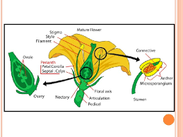 Maybe you would like to learn more about one of these? Chapter 5 Morphology Of Flowering Plants Morphology Deals