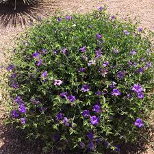 Image result for Ruellia praetermissa