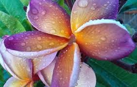 Sydney Frangipani Growers Frangipani Plumeria Growers