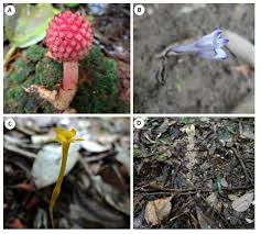 Image result for Balanophoraceae