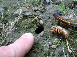 Why do people keeps saying they're coming? Brood X Cicadas Citizen Science Can Help Track Insects Across Indiana