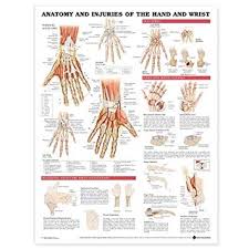 anatomy and injuries of the hand and wrist anatomical chart