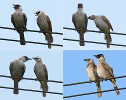 Padahal untuk mengetahui ciri ciri lovebird jantan dan betina tergolong sangat mudah. Di Mana Ada Kutilang Di Situ Ada Trucukan Om Kicau