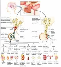Flow Chart Of Endocrine Gland New Best Pituitary Gland