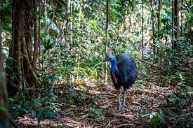 Auf fraser island gibt es fast 200 süßwasserseen (z. Regenwald 9 Reisetipps Rund Um Den Daintree Nationalpark Australien