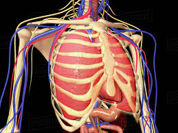 This bony framework plays an essential role in protecting the organs that lie in the thoracic region. Human Rib Cage With Lungs And Nervous System Stock Photo Dissolve