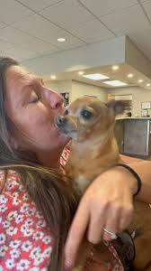 Pets left in the office can be a distraction