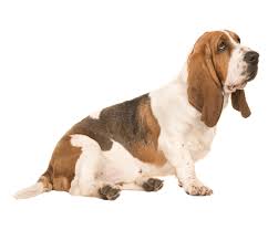 When not exercising, they are in their 10' x 20' kennels which are covered. Basset Hound Dog Breed Facts And Information Wag Dog Walking