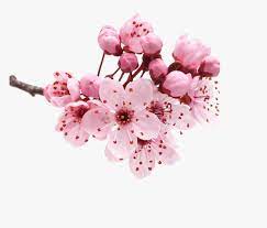 Cherry Blossom Florist