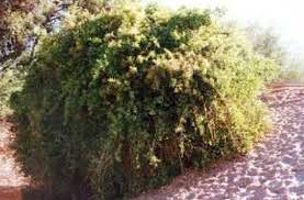 Image result for Salvadora australis