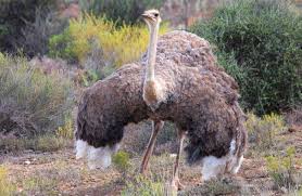 While there emu and the ostrich are the largest birds in the world, there is a surprising difference in their size between the emu and the ostrich. Ostrich Description Habitat Image Diet And Interesting Facts