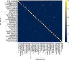 Image result for Andropogon amethystinus