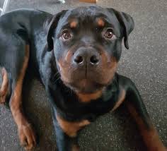 Boef Rottweiler Rottweiler Love Puppy Eyes