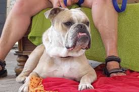 They get on very well. Jack Eine Old English Bulldog Auf Der Suche Nach Einer Zweiten Chance Oberhessen Live