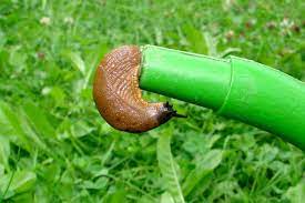 Was kann man gegen schnecken im garten tun? Schnecken Bekampfen Wirksame Mittel Gegen Schnecken Im Garten Wiressengesund