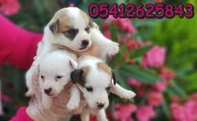korsan jack russell