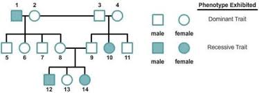 this pedigree chart tracks the inheritance of a recessive