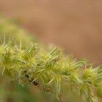 Image result for Cenchrus biflorus