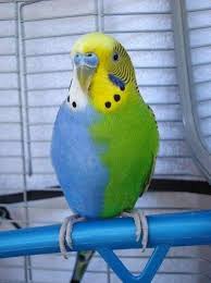 Birresimkaydet Saveanimage Barissenduran Resim Kaydet Save Image Picture Beautiful Nice Guzel Harika Won 2020 Muhabbet Kuslari Kus Papaganlar