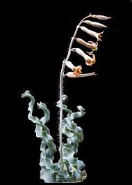 Image result for Dipcadi brevifolium