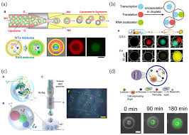 Aceasta este prima gală a cinematografiei și televiziunii din acest an, ce oferă indicii cu privire la posibilii câștigători de oscar. Micromachines Free Full Text Creation Of Artificial Cell Like Structures Promoted By Microfluidics Technologies Html