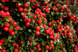 Image result for Cotoneaster