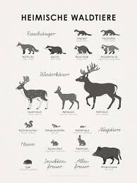 Lernposter Schautafel Oder Infografik Zum Bestimmen Der Form Zeichnung Und Habitus Verschiedener Heimischer Waldtiere Wie Dachs D Waldtiere Tiere Marderhund
