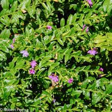 Image result for Cuphea hyssopifolia