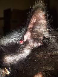 We did not find results for: Cat Ear Bumps Album On Imgur