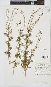 Image result for Tephrosia polystachya