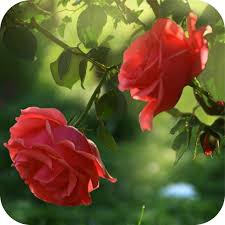 Get twig in ice wallpaper. Red Rose Flower Live Wallpaper Apk 1 6 0 Download For Android Download Red Rose Flower Live Wallpaper Apk Latest Version Apkfab Com