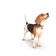 Beagle Standing 3d Model Beagle 3d Model American Beagle