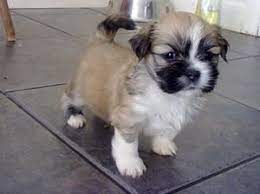 Lhasa Apso Color Any Combination Of Black White Brown Sandy Slate Smoke Honey Golden Dark And Grizzle Height Lhasa Apso Cute Fluffy Dogs Lhasa