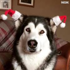 700+ vectors, stock photos & psd files. The Hook Dog Wears Christmas Hats On His Ears Facebook