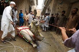 Well i think this is a proper way of slaughtering camel. Muslims Sacrifice Animals To Celebrate Eid Al Adha During Scaled Back Festivities Daily Mail Online