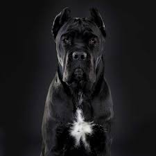 Eğer bir cane corso i̇taliano köpeği sahiplenmeyi düşünüyorsanız bu yazımız tam da size göre! Cane Corso Geschichte Charakter Wesen Passion Hund