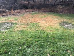 Image result for Kyllinga crassipes