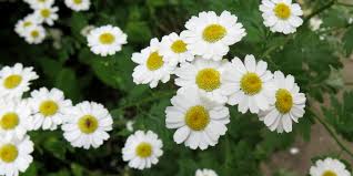 Image result for Asteraceae