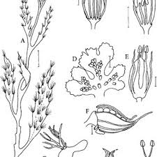 Image result for Tristicha trifaria