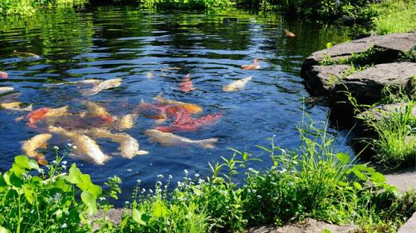 Fish
