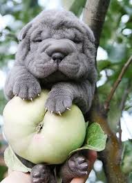 Maybe you would like to learn more about one of these? Animals On Twitter Animals Apples Puppys Shar Pei Puppies Animals Cute Funny Https T Co L2sqbace7s Blue Shar Pei Https T Co Bsn93otj5a