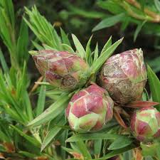 Image result for Cliffortia